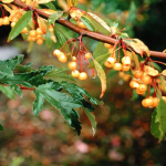 Berry Plant