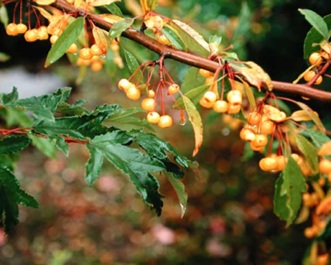 Berry Plant