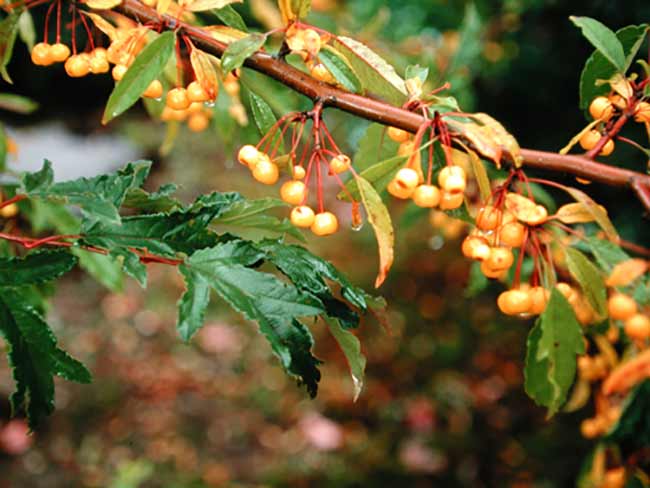 Berry Plant